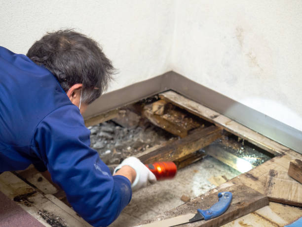 Best Black Mold Removal  in Dunkirk, MD