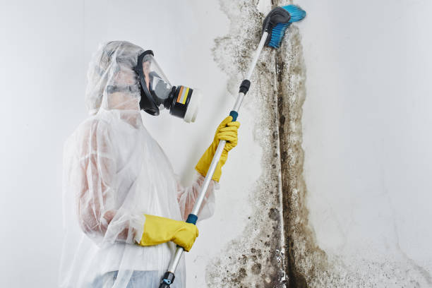 Crawl Space Mold Removal in Dunkirk, MD