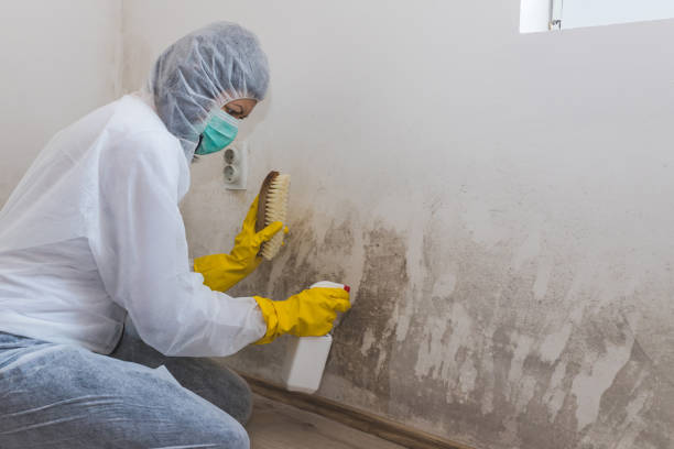 Best Professional Mold Removal  in Dunkirk, MD