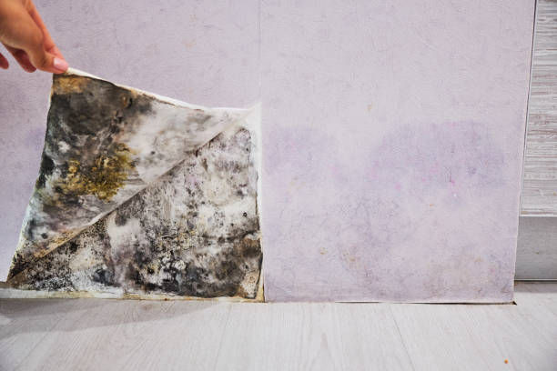Best Mold Inspection  in Dunkirk, MD